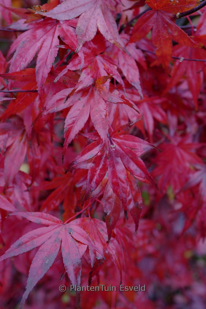 Acer palmatum 'Roter Stern' - Afbeelding 2