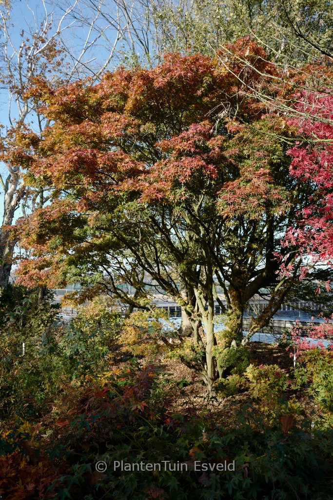 Acer palmatum 'Seiun-kaku' - Afbeelding 3