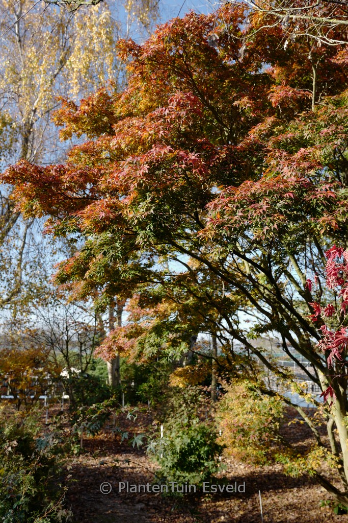 Acer palmatum 'Seiun-kaku' - Afbeelding 4