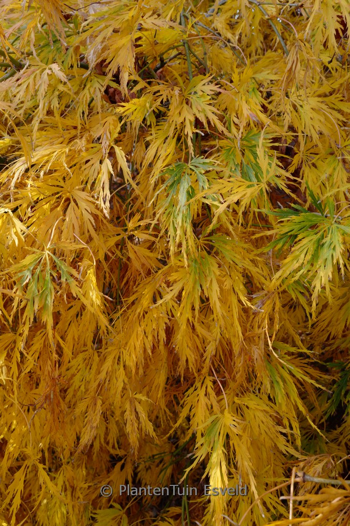 Acer palmatum 'Seki-mori' - Afbeelding 8