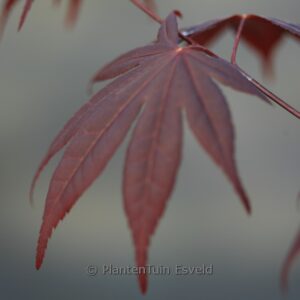 Acer palmatum 'Jewels'