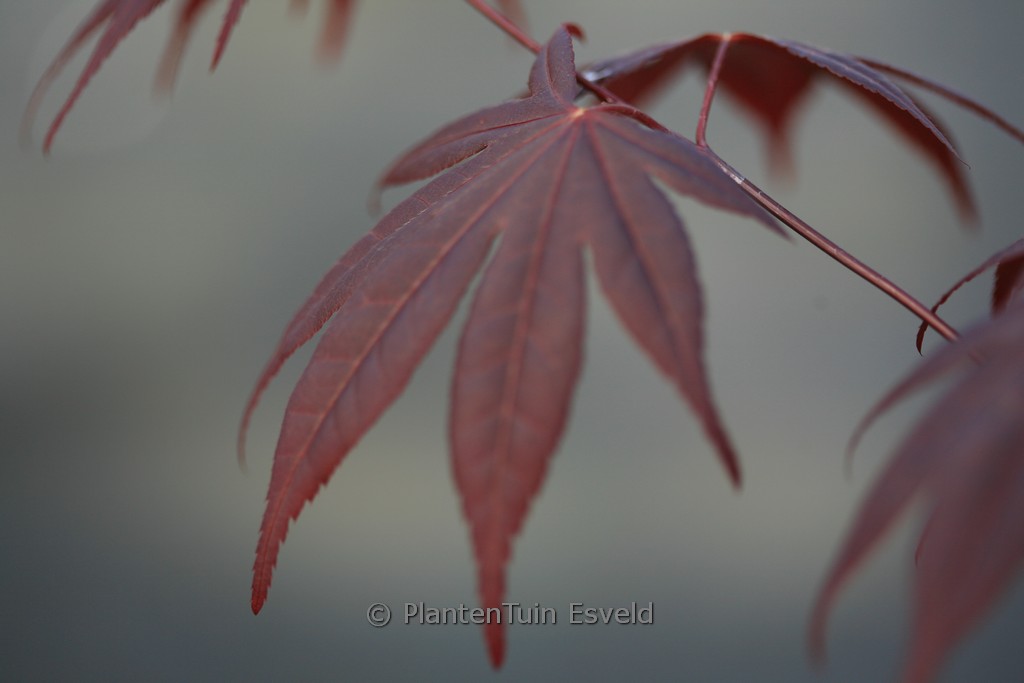 Acer palmatum 'Stanley Park'