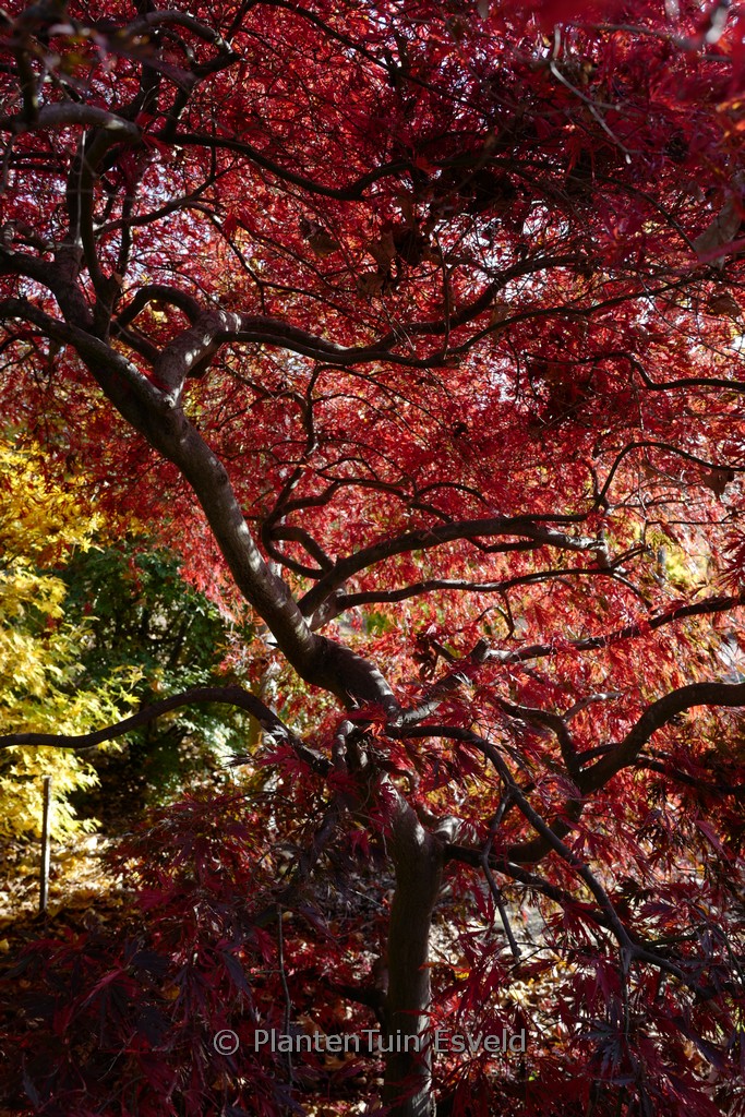 Acer palmatum 'Stella Rossa' - Afbeelding 4