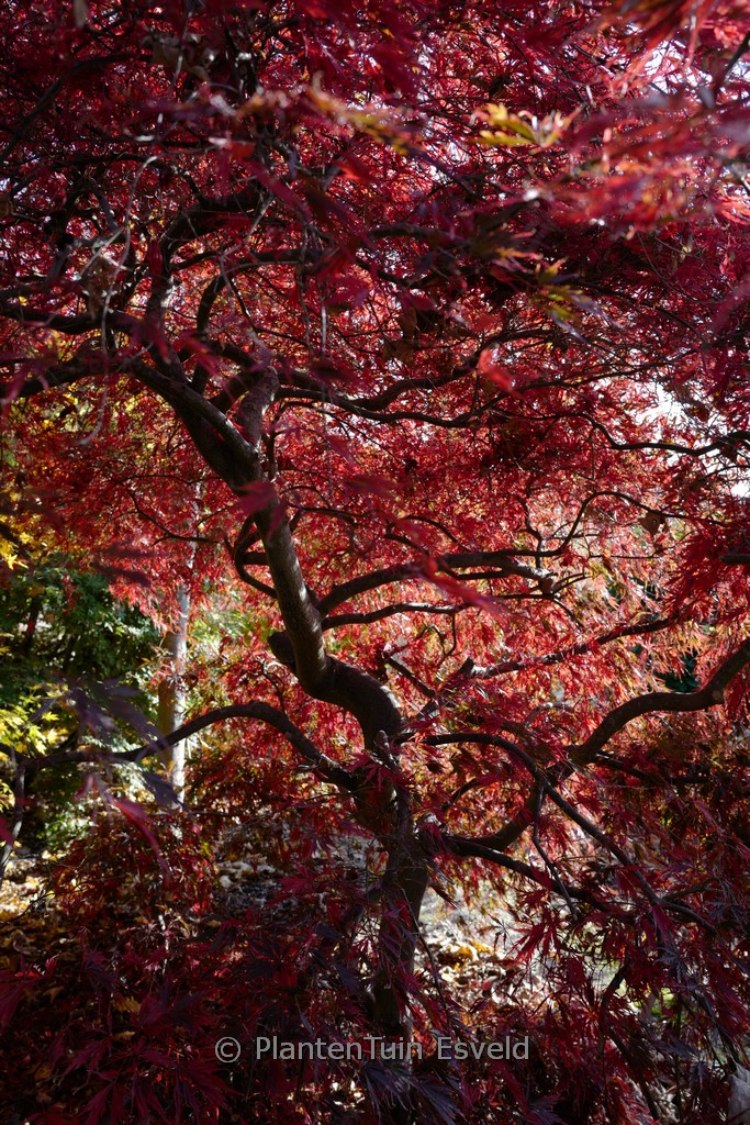 Acer palmatum 'Stella Rossa' - Afbeelding 5