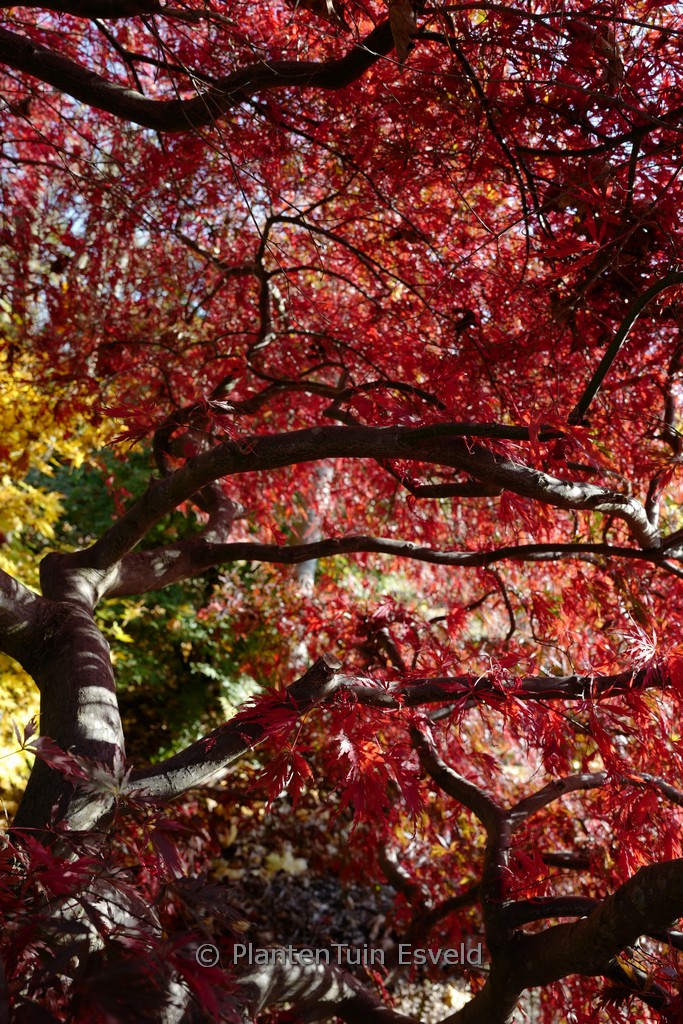 Acer palmatum 'Stella Rossa' - Afbeelding 6