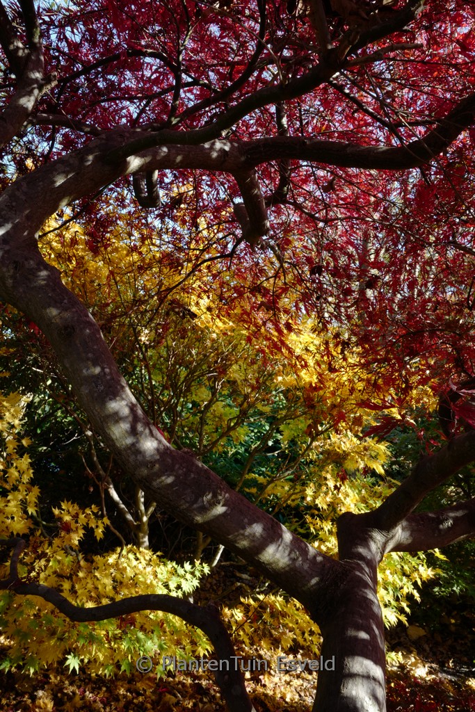 Acer palmatum 'Stella Rossa' - Afbeelding 7