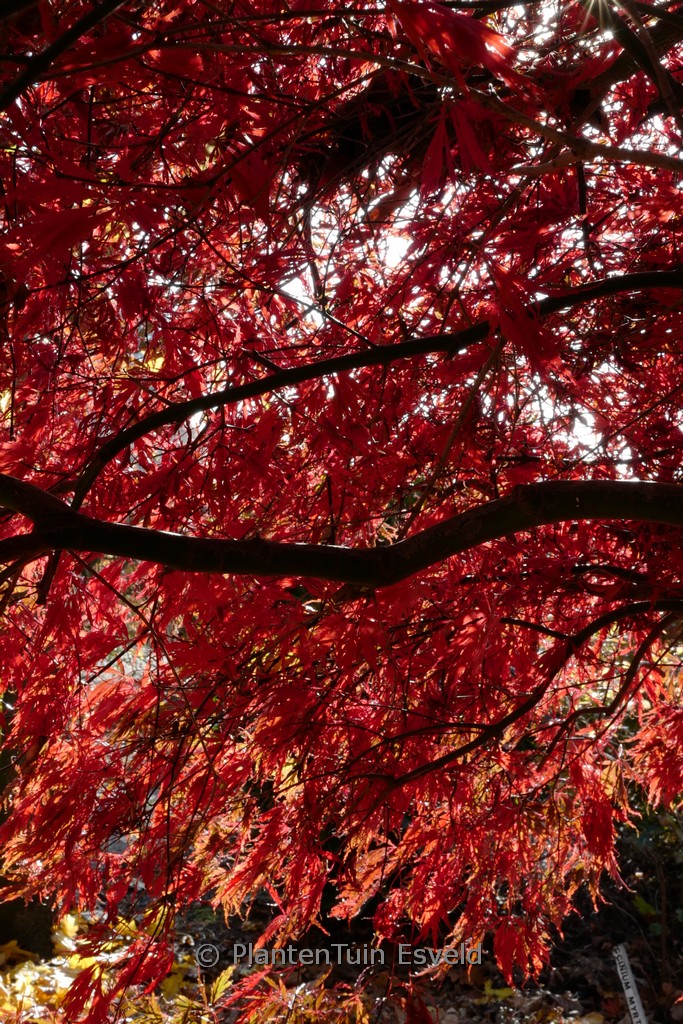 Acer palmatum 'Stella Rossa' - Afbeelding 8