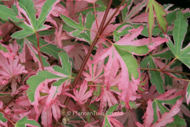 Acer palmatum 'Taylor'