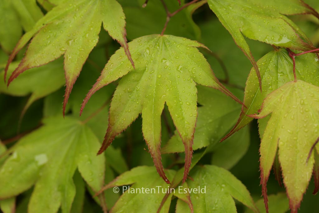Acer palmatum 'Tsuma-gaki'