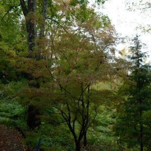 Acer palmatum 'Willowleaf'