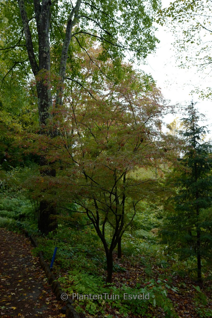 Acer palmatum 'Willowleaf'