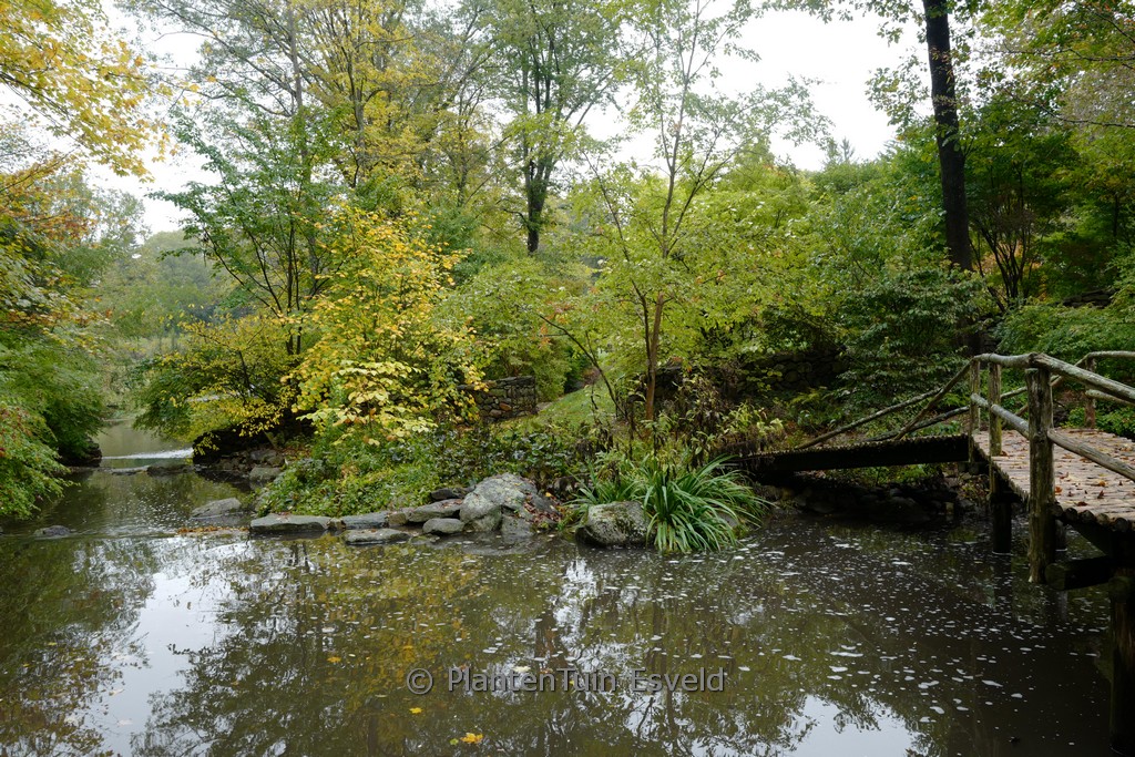 Acer pensylvanicum - Afbeelding 2