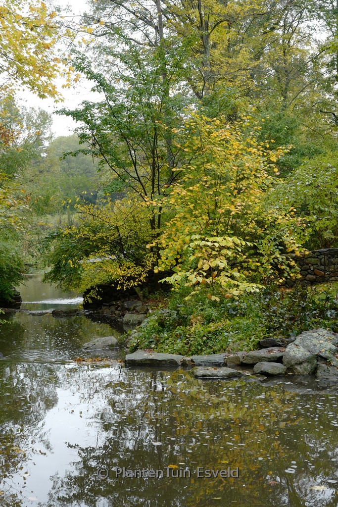 Acer pensylvanicum - Afbeelding 3