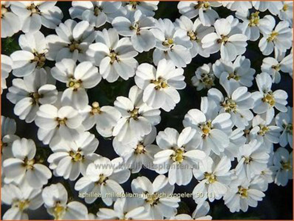 Achillea filipendulina 'Heinrich Vogeler'