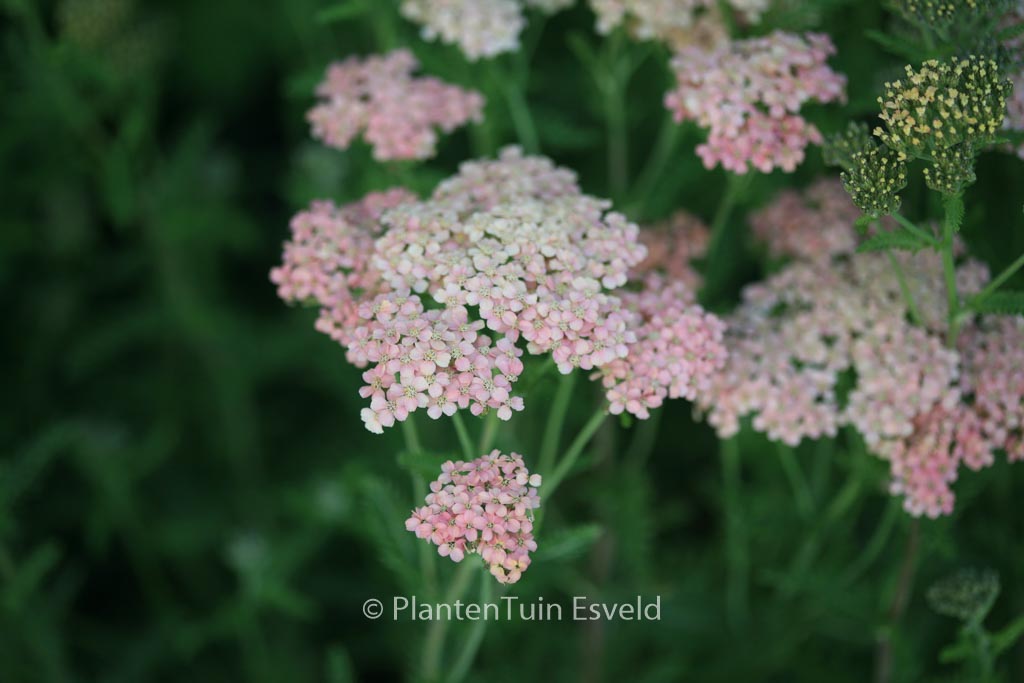 Achillea millefolium 'Lachsschoenheit'
