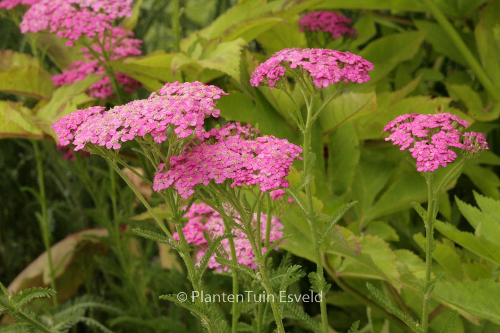 Achillea millefolium 'Pretty Belinda'