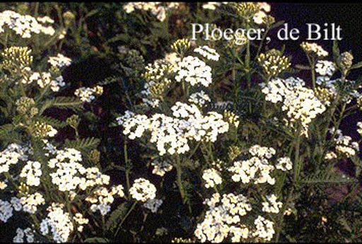 Achillea millefolium 'Schneetaler'