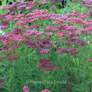 Achillea 'Velour'