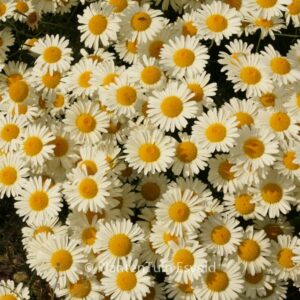 Anthemis tinctoria 'Lemon Ice'