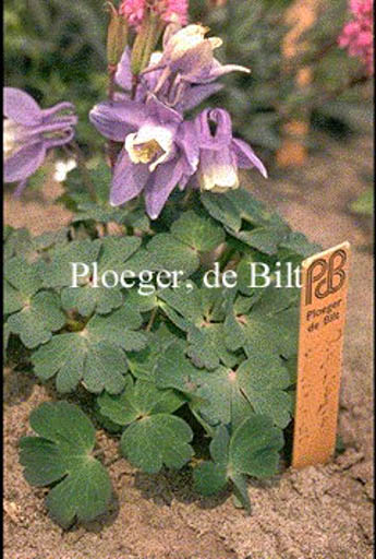 Aquilegia flabellata 'Ministar'