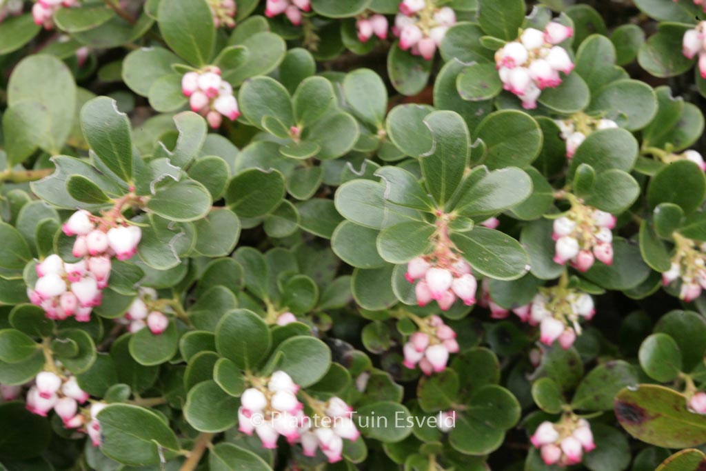Arctostaphylos uva-ursi 'Radiant'