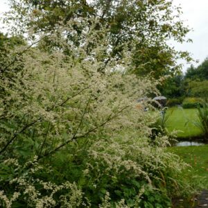 Artemisia lactiflora