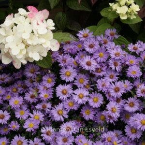 Aster 'Barbados'
