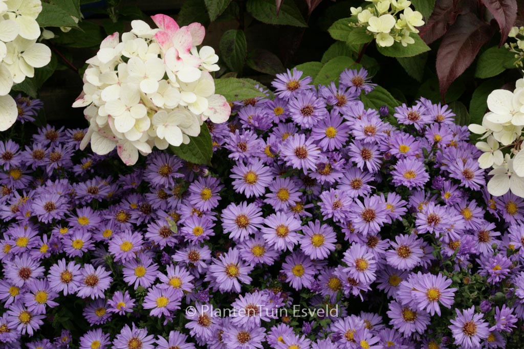 Aster 'Barbados'