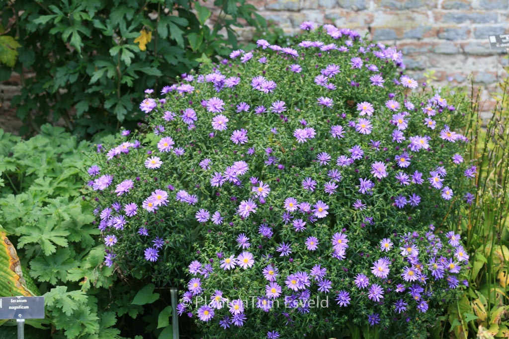 Aster 'Blaue Lagune'