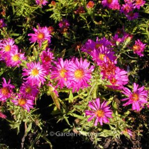 Aster dumosus 'Kassel'