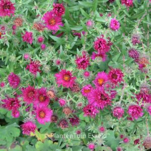 Aster novae-angliae 'Rubinschatz'