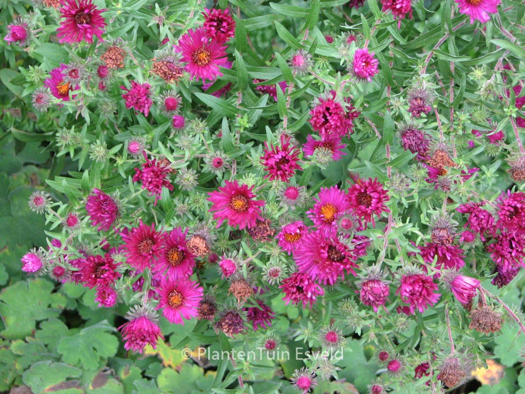 Aster novae-angliae 'Rubinschatz'