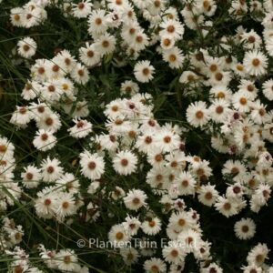 Aster novi-belgii 'White Ladies'
