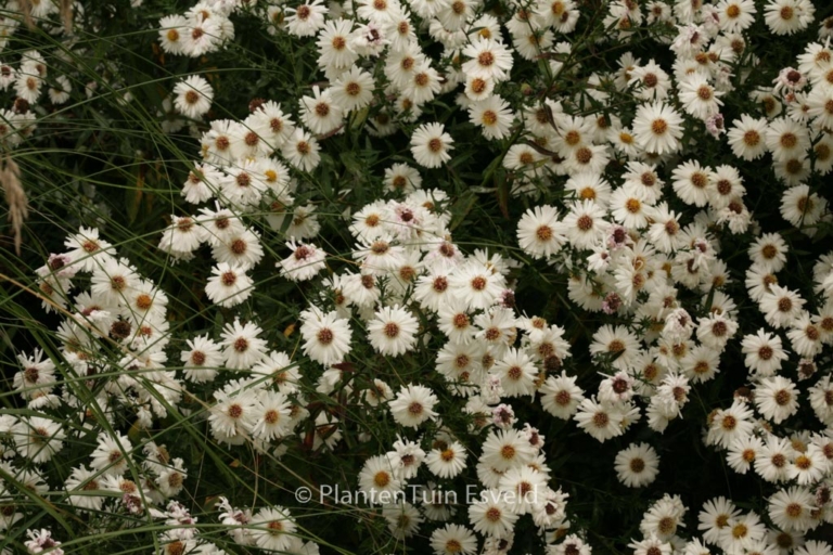 Aster novi-belgii 'White Ladies'