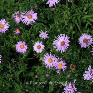 Aster 'Peter Harrison'