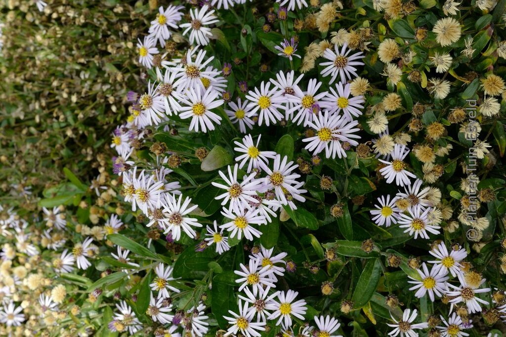 Aster 'Wachsenburg'