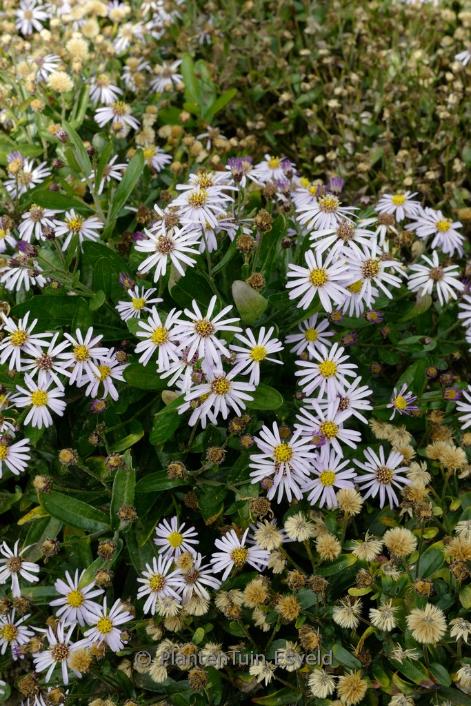 Aster 'Wachsenburg'