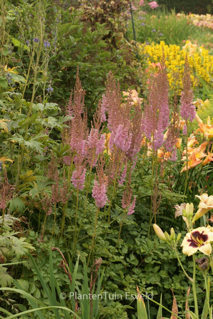 Astilbe chinensis 'Superba'