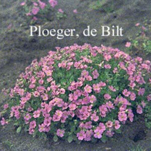 Aubrieta 'Cascade Blue'