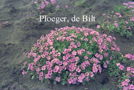 Aubrieta 'Cascade Blue'