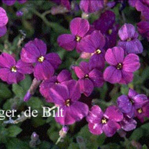 Aubrieta 'Cascade Purple'