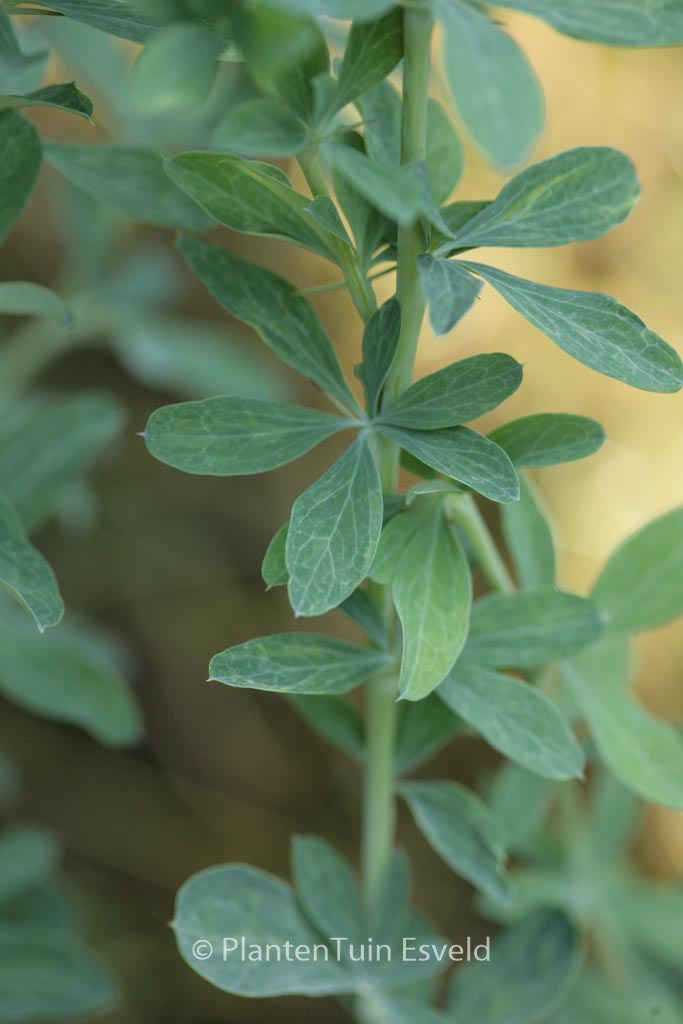 Berberis temolaica - Afbeelding 2