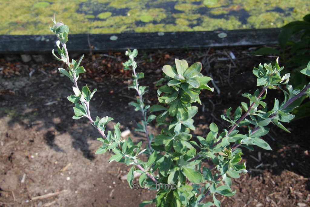 Berberis temolaica - Afbeelding 3