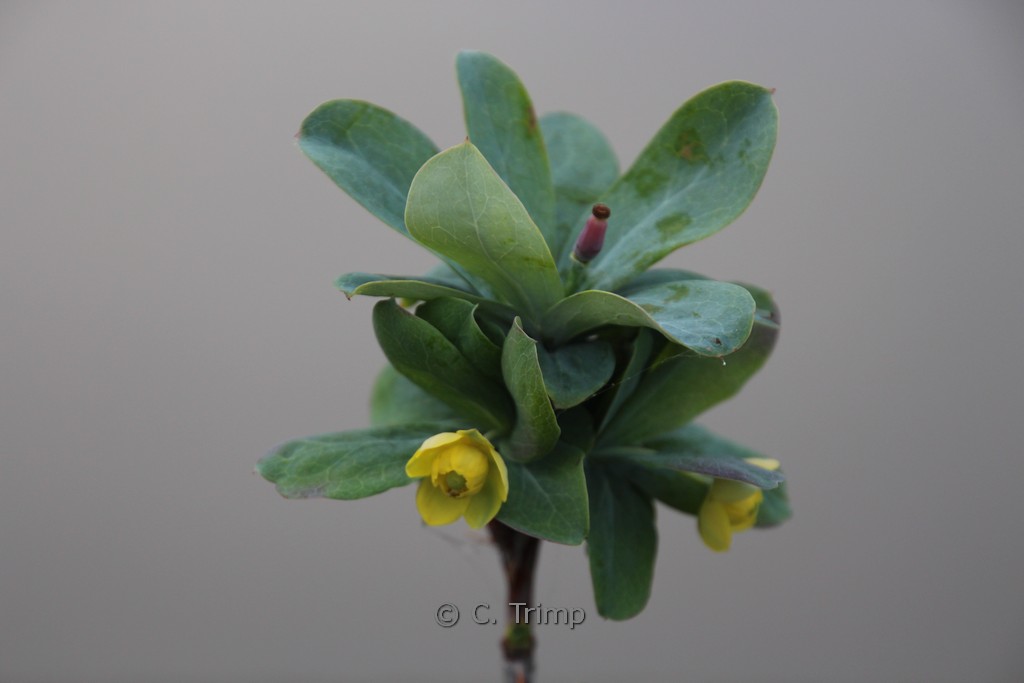 Berberis temolaica - Afbeelding 4
