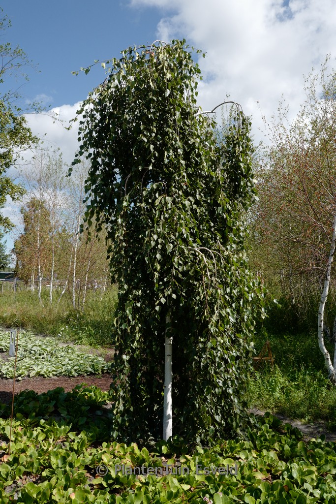 Betula pendula 'Long Trunk'