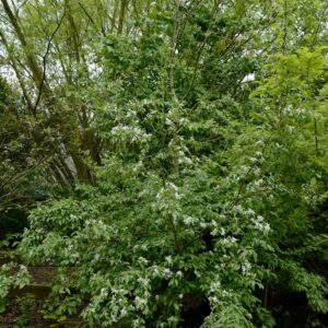 Broussonetia kazinoki