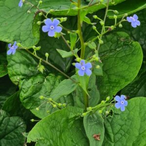 Brunnera sibirica