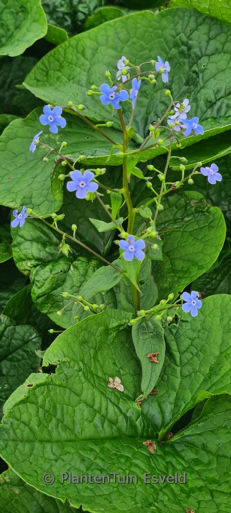 Brunnera sibirica
