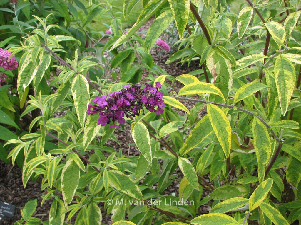 Buddleja davidii 'Santana'