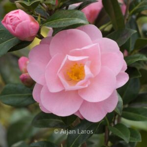 Camellia 'Barbara Clark'